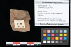 Foto (Objekt + Etikett) von Glyptostrobus ungeri Heer (NHMW-GEO-2024-0188-0182)